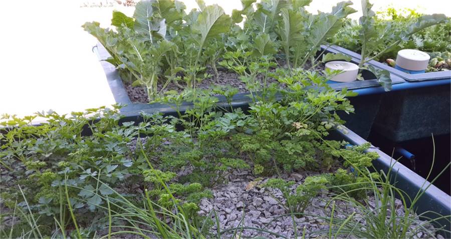 aquaponics